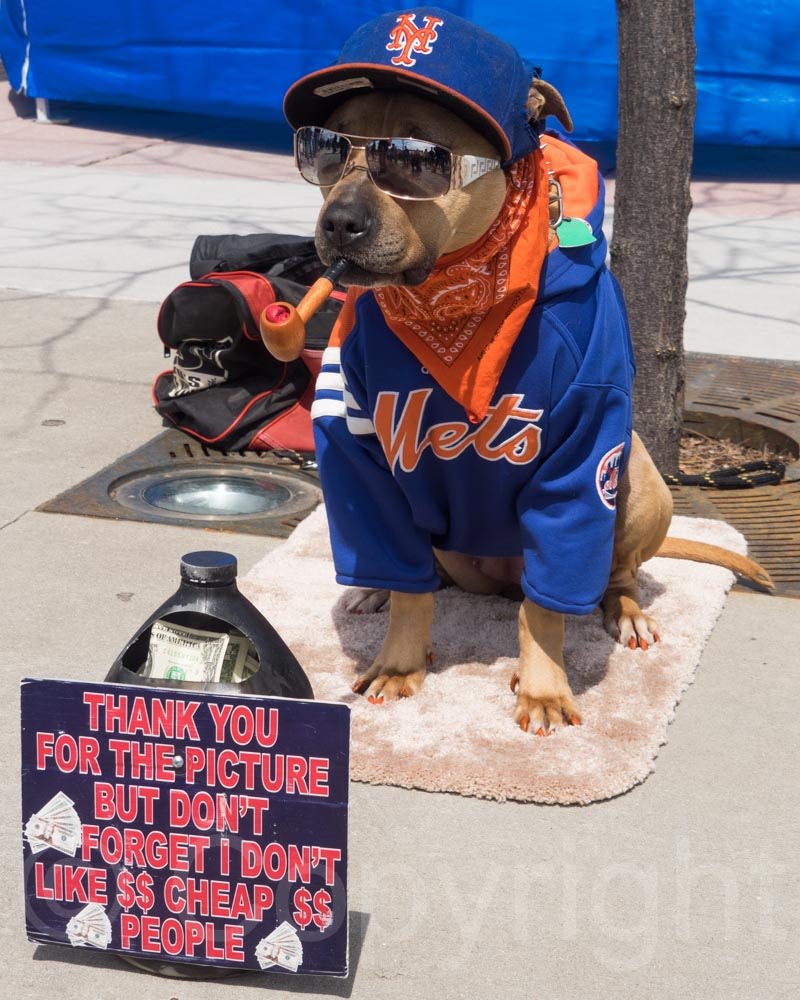Dog looks miserable to be at Mets game - The Mets Police